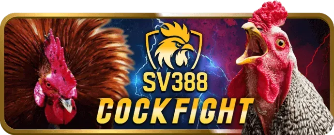 Đá gà cựa sắt và dao tại km3888b Nổ Hũ
